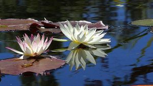 lotuses and lily pads on blue water in seattle are mindfulness tools that reduce stress and help you overcome life challenges