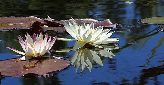 lotus flowers in seattle pond make us reflect on mindfulness with teacher blair carelton